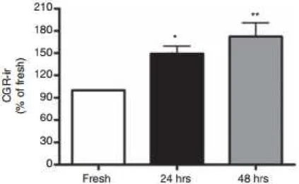 25. ábra. A nem inkubált (fresh) és a tenyészetbe vitt ganglion trigeminale-ban (TRIG) a  calcitonin génnel-rokon peptid (CGRP) immunreaktív neuronok összevetése  A  szervkultúrában  az  inkubációs  idő  növekedésével  párhuzamban  emelkedett  a  CGRP-ir  