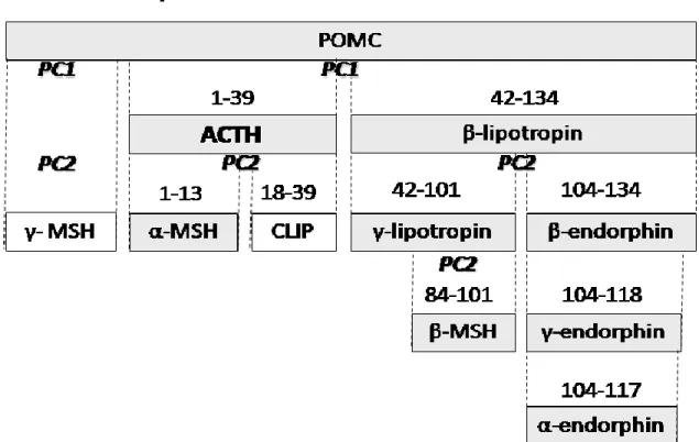 3. ábra A POMC molekula és a belőle kihasadó peptidek (a számok az POMC aminosavszámozását jelzik; Zelena és  Makara, 2011, 3