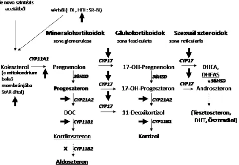 6. ábra Szteroid szintézis lépései (Zelena és Makara, 2011, 4. ábrája alapján). 
