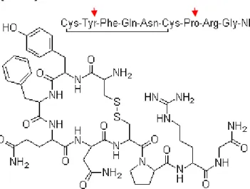 10. ábra Az arginin-vazopresszin szerkezete (http://www.buyersguidechem.com/struc/1/113-79-1.jpg)