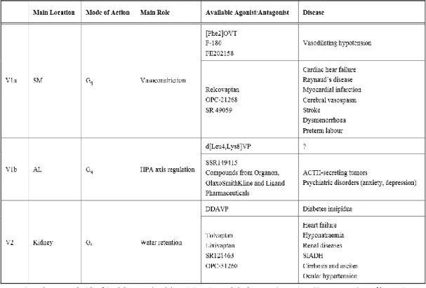 1.  táblázat A vazopresszin receptorok (Zelena, 2012, 1. táblázat) 