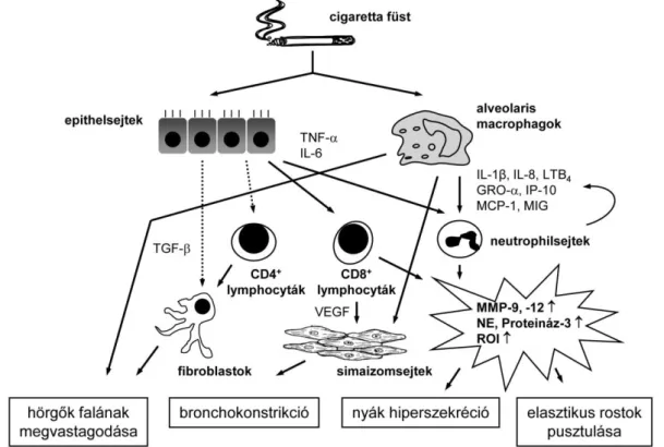 1. ábra. A COPD-t kísérő krónikus gyulladás 