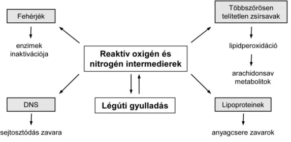 4. ábra. A szervezetben keletkező reaktív oxigén és nitrogén intermedierek káros hatásai  