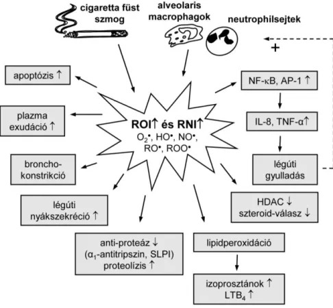 5. ábra. Az oxidatív stressz szerepe a COPD patofiziológiájában 