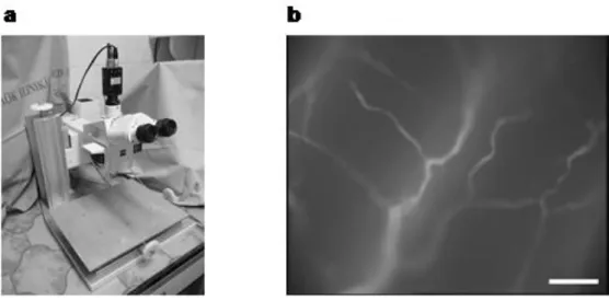 8. ábra A szegedi munkacsoport intravitális fluorescens videó mikroszkópja (Zeiss) (a) és egy  IVM  kép  a  here  kapillárisairól  (b)
