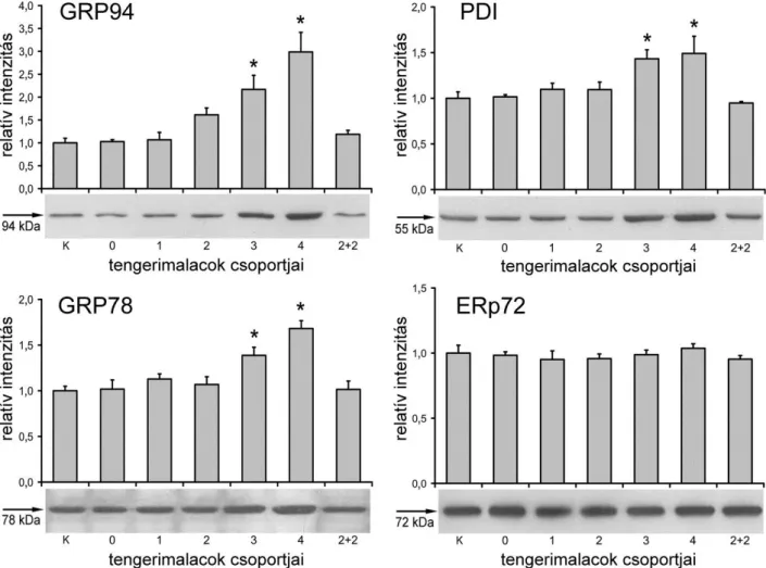 23. ábra Az endoplazmás retikulum chaperon és foldáz fehérjéinek expressziója a C- C-vitaminhiányos tengerimalacok májában 