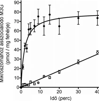 10. ábra A mikroszómában keletkező morfin-3-glukuronid luminális felhalmozódása  [Révész et al., 2013] 
