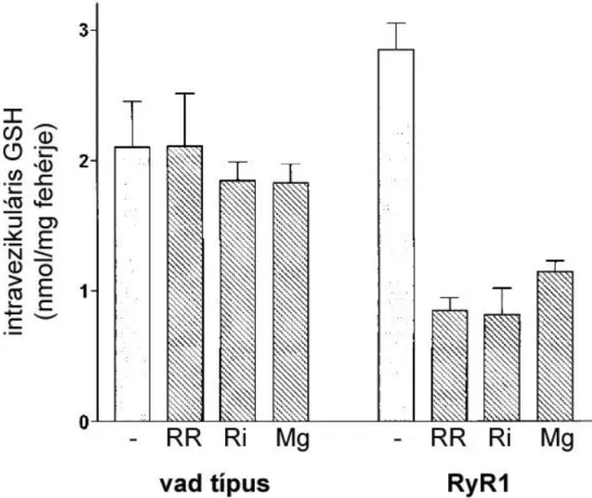13. ábra Glutationfelvétel vad típusú és RyR1-transzfektált HEK-293 sejtekből készült  mikroszómában 