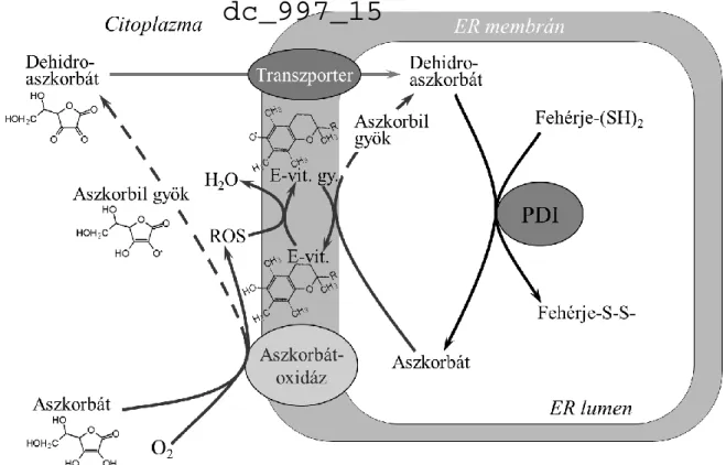 1. ábra Az aszkorbátfüggő fehérjetiol-oxidáció modellje 