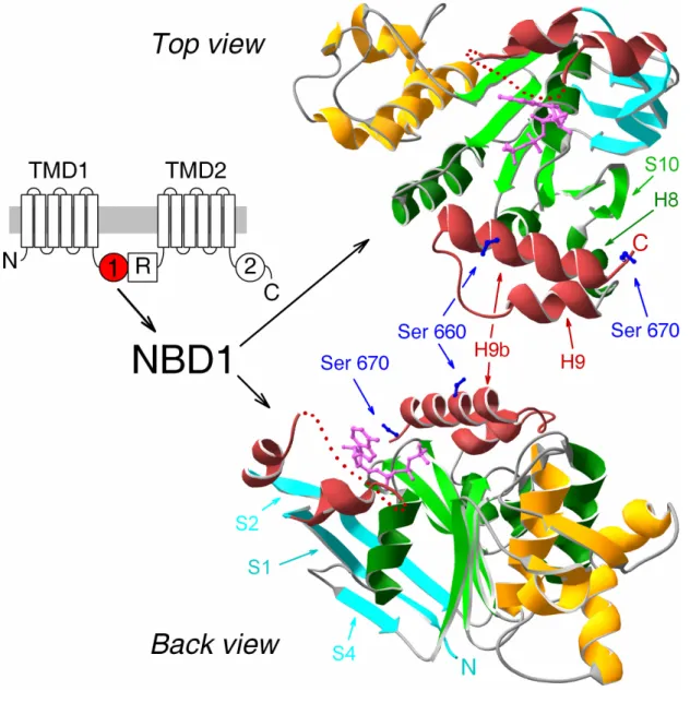 14. ábra. Nem konzervált szakaszok elhelyezkedése a CFTR NBD1  szerkezetben. (Bal) CFTR membrán topológia, az NBD1 domén pirossal kiemelve