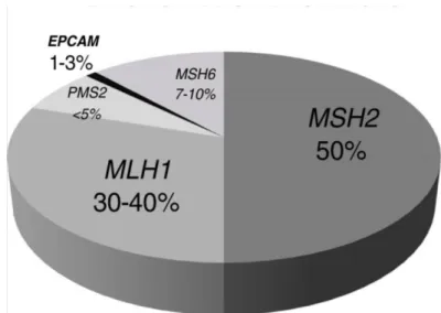 I.1. ábra. Az LS kialakulásához vezető MMR génmutációk megoszlása (Tutlewska 2013).   