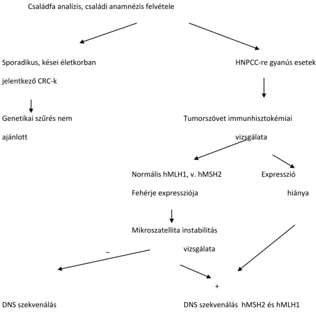 I.4. ábra.  A HNPCC vizsgálataink során alkalmazott algoritmus. 