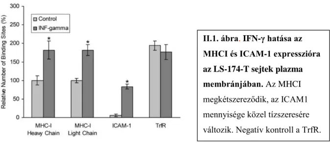 II.1. ábra. IFN-γ hatása az  MHCI és ICAM-1 expresszióra  az LS-174-T sejtek plazma  membránjában