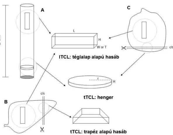 12. ábra. TCL explantátumok preparálása során létrjövő különböző alakú és méretű  explantátumok