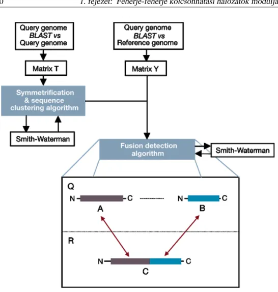1.4. ábra. A fúziós fehérje módszer bemutatása a [29] publikációból. A módszer a vizs- vizs-gált Q fajban (Query genome) található géneket és az R fajban (Reference genome) található géneket hasonlítja össze az egzakt Smith-Waterman [26] és a heurisztikus 