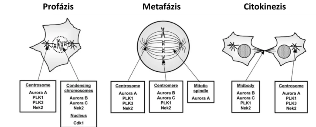 5. ábra. A mitotikus kinázok megjelenése és munkamegosztása a sejtosztódás különböző fázisaiban