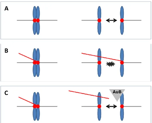 6. ábra: A normális (A) és a hibás (B) orsó kapcsolódása a kromatidához, utóbbi a citokinezis súlyos zavarához és  kromoszómális aberrációhoz (számbeli eltéréshez) vezet