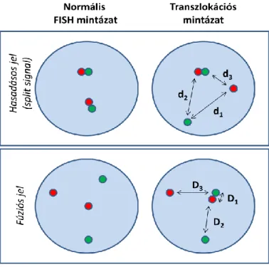 13. ábra. Az automatizált FISH vizsgálat elve két (pitos/zöld) színjelöléses próbakombináció esetén
