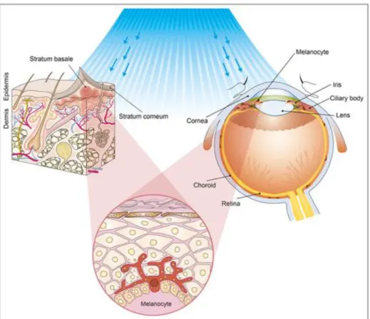43. ábra  Kékfény-kezelés  hatása  a  bőr  és  a  szem  festéktermelő  sejtjeire  (Oláh, 2013) 