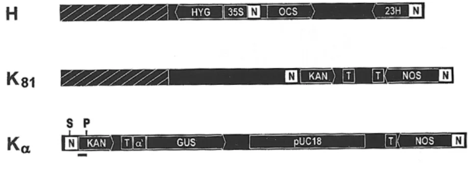 13. ábra: A NOSpro TGS csendesítő H2 lokusz, valamint az érzékeny és a részlegesen rezisztens ’K’ lokuszok  transzformációjánál  használt  T-DNS-ek  térképei