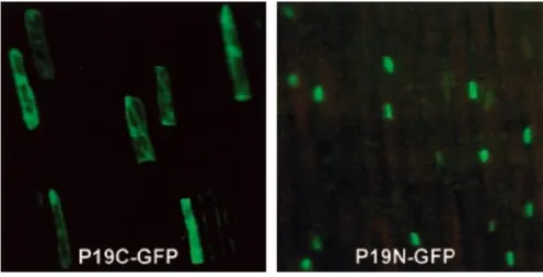16. ábra: 35Spro-P19C-GFP és 35Spro-P19N-GFP fúziós fehérje konstrukciók tranziens kifejezése biolisztikus  módon hagyma epidermisz sejtekben