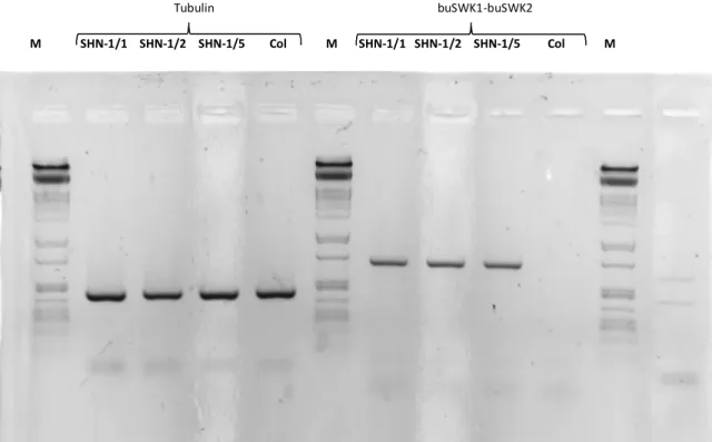 6. ábra TaSHN1 transzgénikus és vad típusú lúdfű vonalak RT-PCR analízise, M: molekulasúly marker,  buSWK1  és  buSWK2:  TaSHN1-re  specifikus  primerek  (várt  fragment  hosszak:  tubulin4  gén  426  bp,  TaSHN1 gén 702 bp)