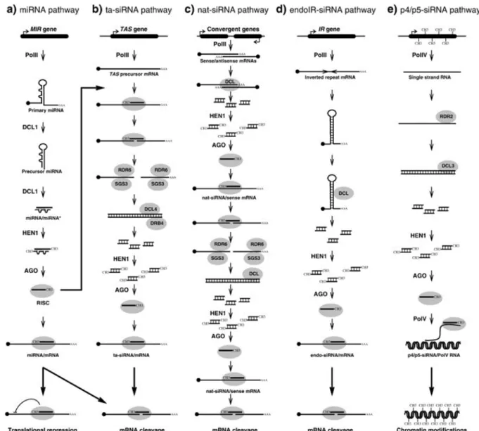 2. ábra miRNS (a) és siRNS (b-e) típusok képződésének és működésének összefoglalása (Martinez de  Alba et al 2013)