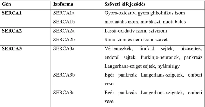 2. Táblázat: SERCA izoformák és szöveti kifejeződésük (Dode, 1998) 