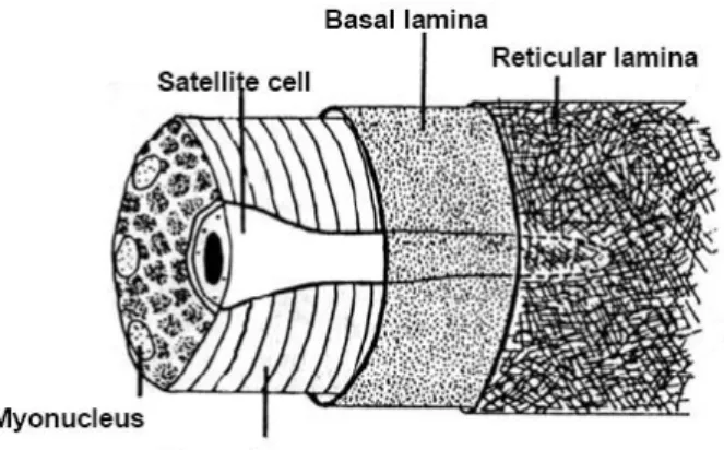 1. Ábra: A szatellitasejt elhelyezkedése az izomrost és a körülvevő extracelluláris matrix rétegek  között (Bischoff 1993)
