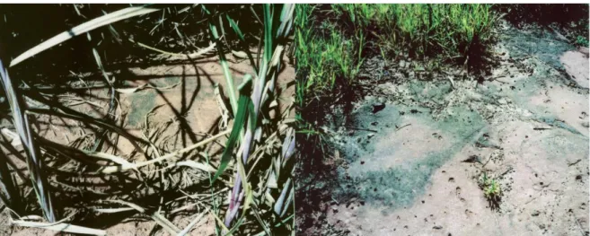 2.2. ábra: Cianobaktérium talajvirágzás Rio de Janeiro közelében cukornád ültetvényben és  annak szélén