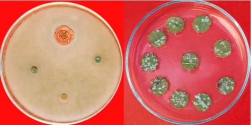 Agar géldiffúziós módszer (2. ábra): a tesztelt kórokozókat burgonya-dextróz  agaron  tartottuk  fenn,  kivéve  a  Phytophthora  infestans-t,  amelynek  fenntartásához  borsóagar  táptalajt  használtunk