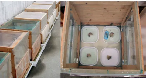 3. ábra: A káposzta gyökérlégy biotesztekhez használt fa ketrecek (balra) és a  tojásrakáshoz a ketrecekbe helyezett műanyag tálcák (jobbra)