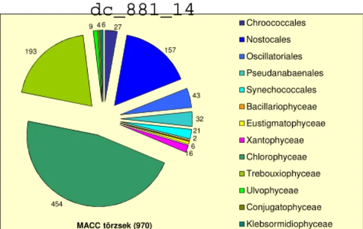 4. ábra: Az MACC cianobaktérium törzseinek rendek és eukarióta törzseinek  osztályok szerinti megoszlása