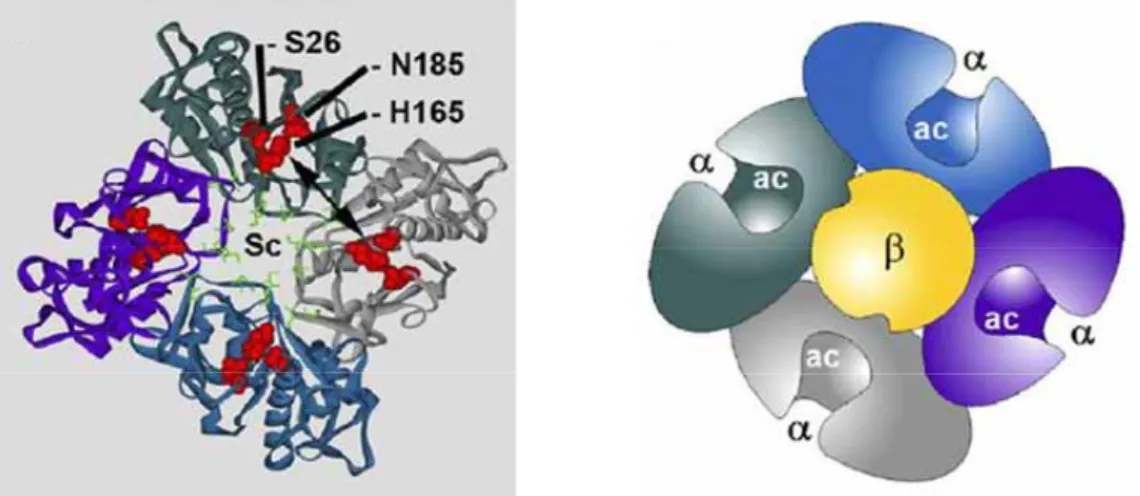2.13. ábra A szilikatein enzim feltételezett szerkezete (Müller et al. 2007a)   (Sc – szilikatein enzim, S26 – szerin, N185 – aszparagin, H165 – hisztidin, α, β – 