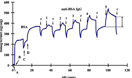 5.6. ábra BSA rögzítése aminofunkcionalizált szenzorfelületen és különböző  koncentrációjú anti-BSA oldatokra adott jelei (A – desztillált víz; B – 2,5% 
