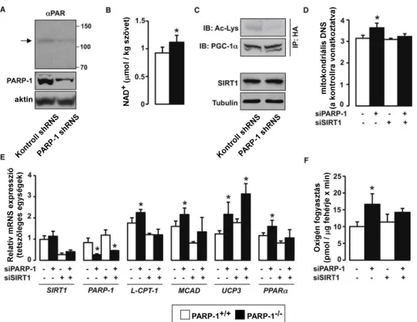 6. ábra. A PARP-1 csendesítése a SIRT1 aktivitás és a mitokondriális biogenezis  növekedéséhez vezet 