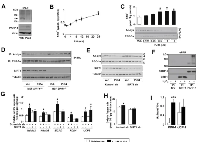 9. ábra. A PARP-1 farmakológiai gátlása a SIRT1 aktivitás emelkedéséhez vezet C2C12  sejtekben 