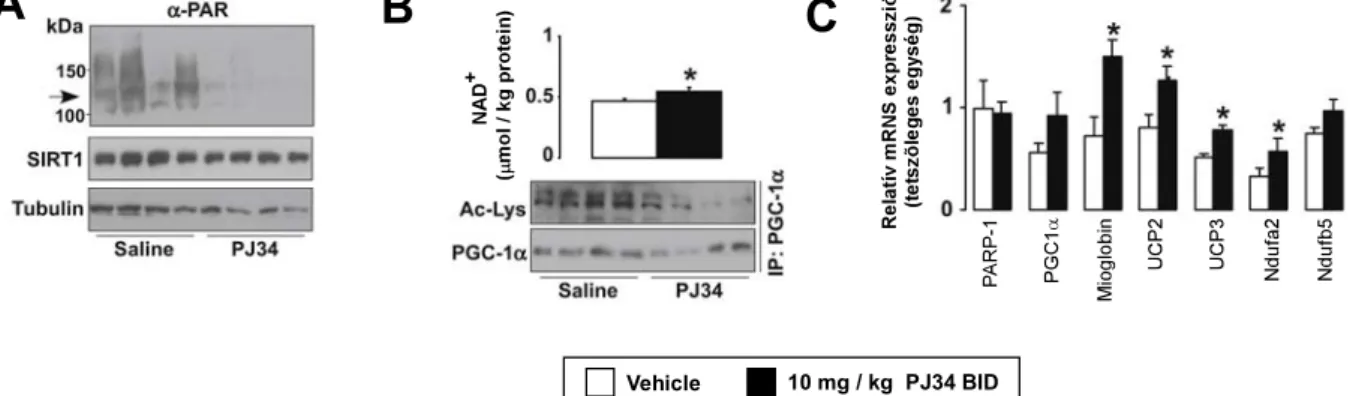 10. ábra A PJ34 kezelés a mitokondriális biogenezis megemelkedéséhez vezet C57/Bl6J  egerek harántcsíkolt izmaiban