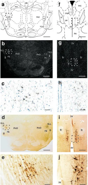 Fig. 7. Brain localization of TIP39-containing cells. (a–e) medial paralemniscal nucleus at 8.7  mm  from  the  bregma  level