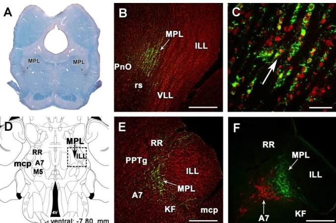 Fig. 9. The medial paralemniscal nucleus (MPL) in the rat. A: The position of TIP39 neurons  (black  arrows)  is  shown  in  a  coronal  section  stained  with  a  combination  of  Luxol  dye  to  visualize  myelinated  fibers  in  blue  and  cresyl-violet