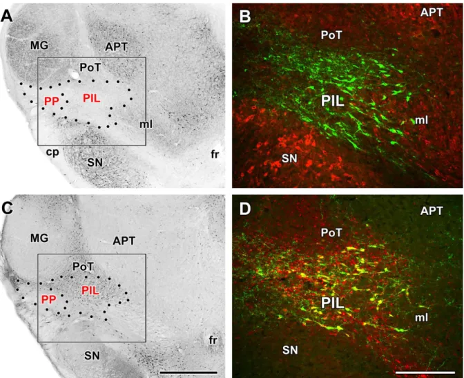Fig. 11. Chemical topography of the posterior intralaminar complex of the thalamus (PIL)