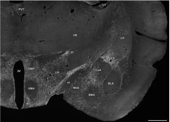 Fig.  12.  The  localization  of  TIP39-ir  fibers  in  the  diencephalon,  and  the  amygdala