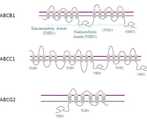3. ábra A xenobiotimumok transzportjában részt vevő ABC transzporterek tipikus  doménstruktúrája 