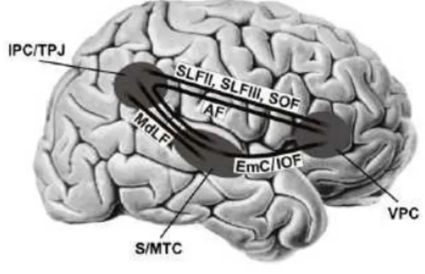 4. ábra. A téri hemineglekt  kialakulásában leginkább érintett  parietális temporális és prefrontális  területek, melyeket a Sylvius árok  mentén elhelyezkedő hálózatok  alkotják, melynek részei: VPC  ventrális prefrontális kortex; S/MTC  szuperior/középvo
