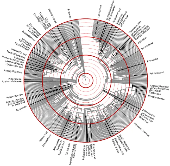 6. ábra. Zárvatermő növénycsaládok (n = 410) kör alakban újraszerkesztett törzsfája Davies  és munkatársai (2004) datált topológiája alapján