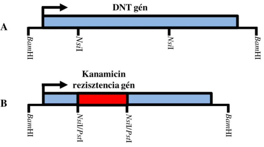 9. ábra: A DNT mutáns B. bronchiseptica B58GP törzs el ő állítása  (A): Fizikai térkép a pBH1 plazmid 5 kb-os inszertjéről, ami tartalmazza a teljes 