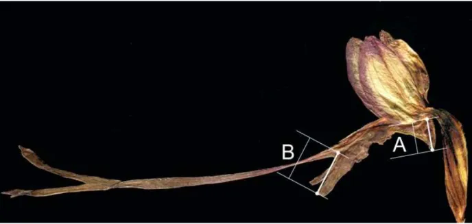 7. ábra.  A megkülönböztető bélyegek (A: sarkantyú hossza; B: oldalsó mézajakkaréj hossza) mérésének  módja egy a Krím-félszigeten gyűjtött példány virágának példáján