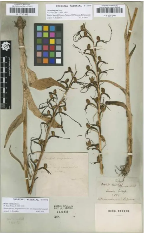 9. ábra.  A Himantoglossum caprinum lektotípusa (jobb oldali példány, H 1239346). 