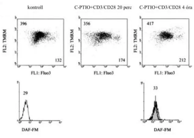 15. ábra. Az NO-kelátor C-PTIO hatása a T-sejt-aktivációra mérhető citoplazmatikus Ca 2+ - -és mitokondriális membránpotenciál-szignálra [121]