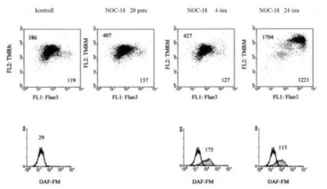 18. ábra. A NOC-18 hatása a mitokondriális membránpotenciálra és a citoplazmatikus  Ca 2+ -szintre [121] 
